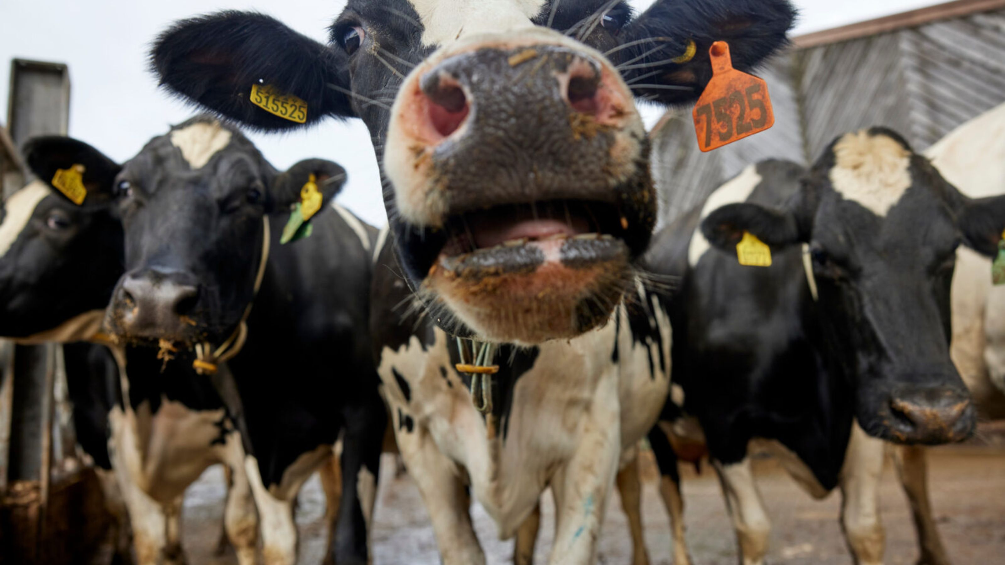 Feeding the Future: A Digital Evolution for Agricultural Solutions